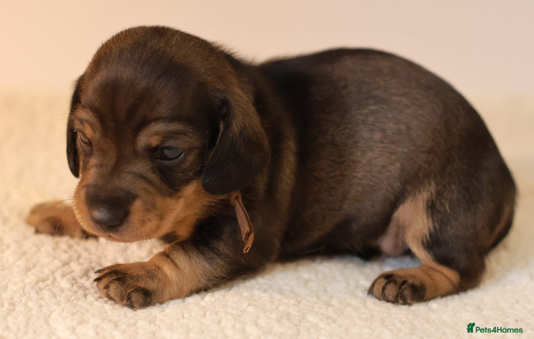 Miniature Dachshund dogs for sale: 5*Licensed+KC+PRAclear+VETchecked+Chocolate&Cream - Advert 18