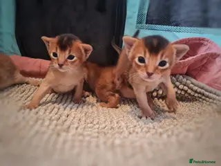 Abyssinian cats 4 Abyssinian kitten - Advert 5