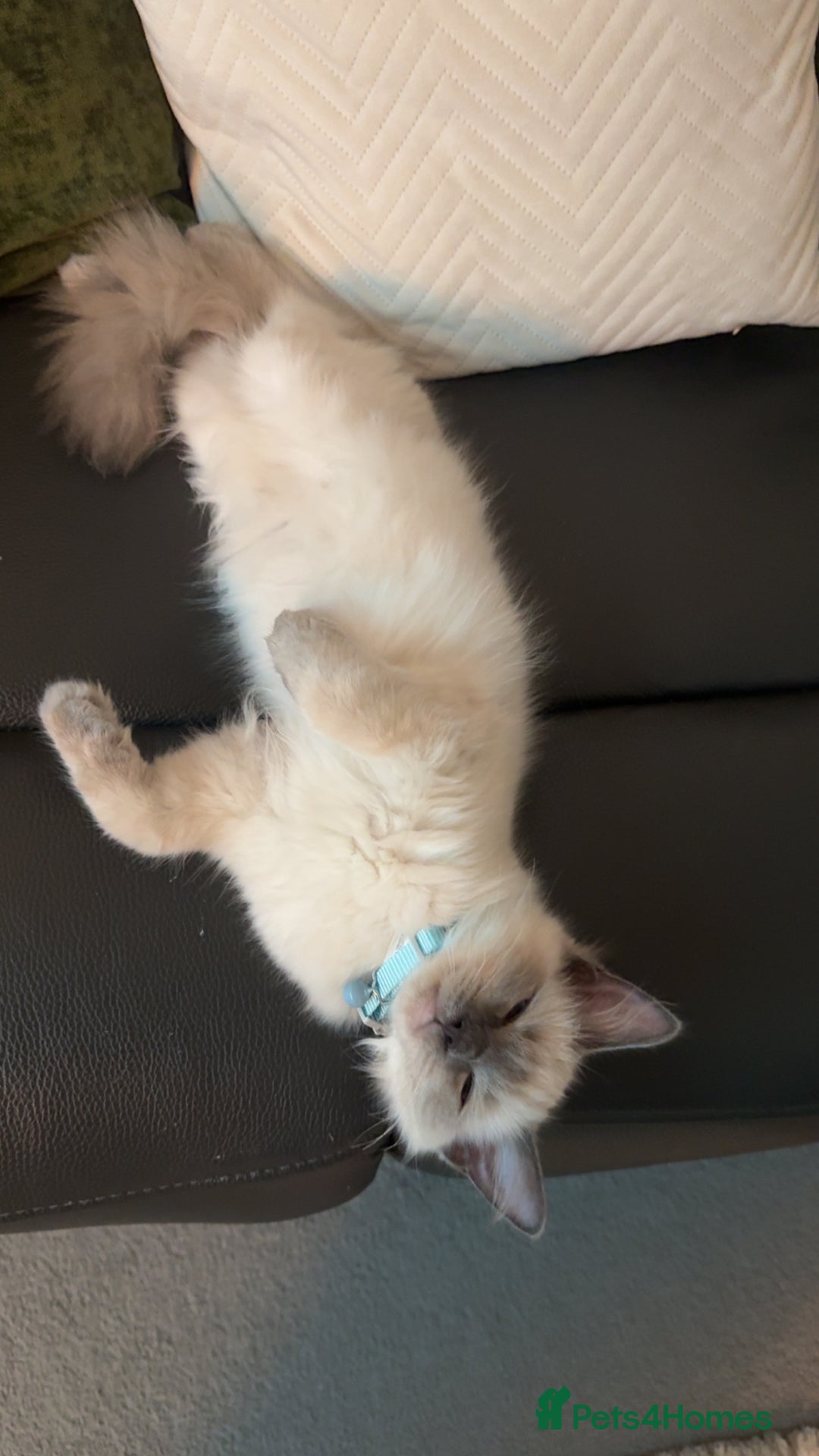 Ragdoll cats for sale: Male ragdoll for sale  - Image 3