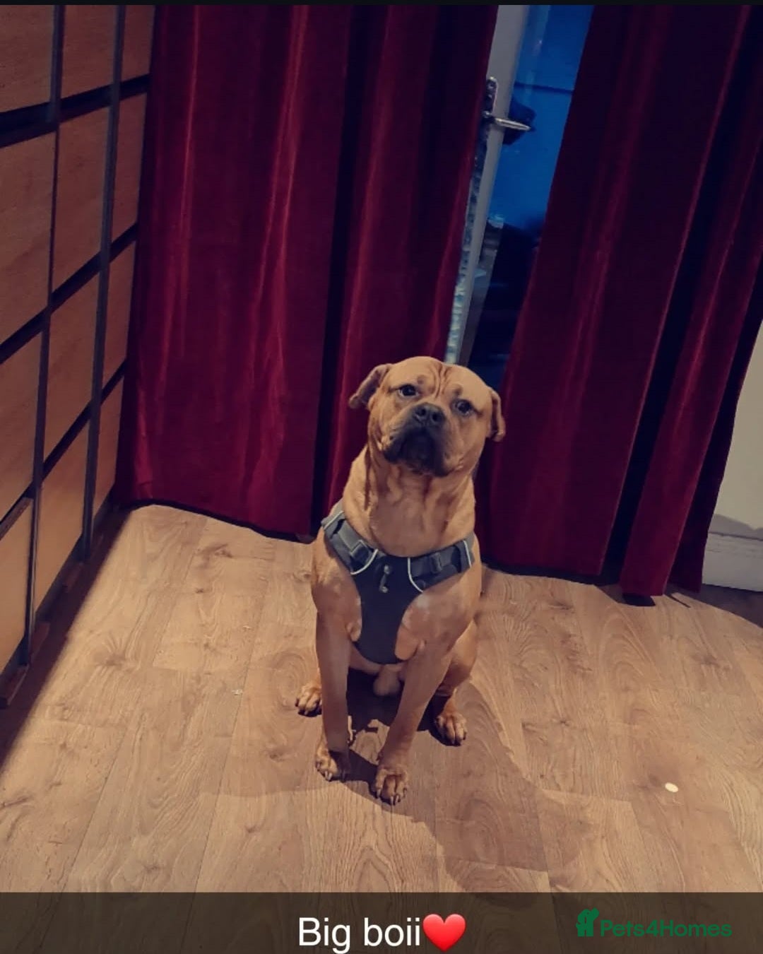 Bullmastiff dogs for stud: Bullet  - Advert 1