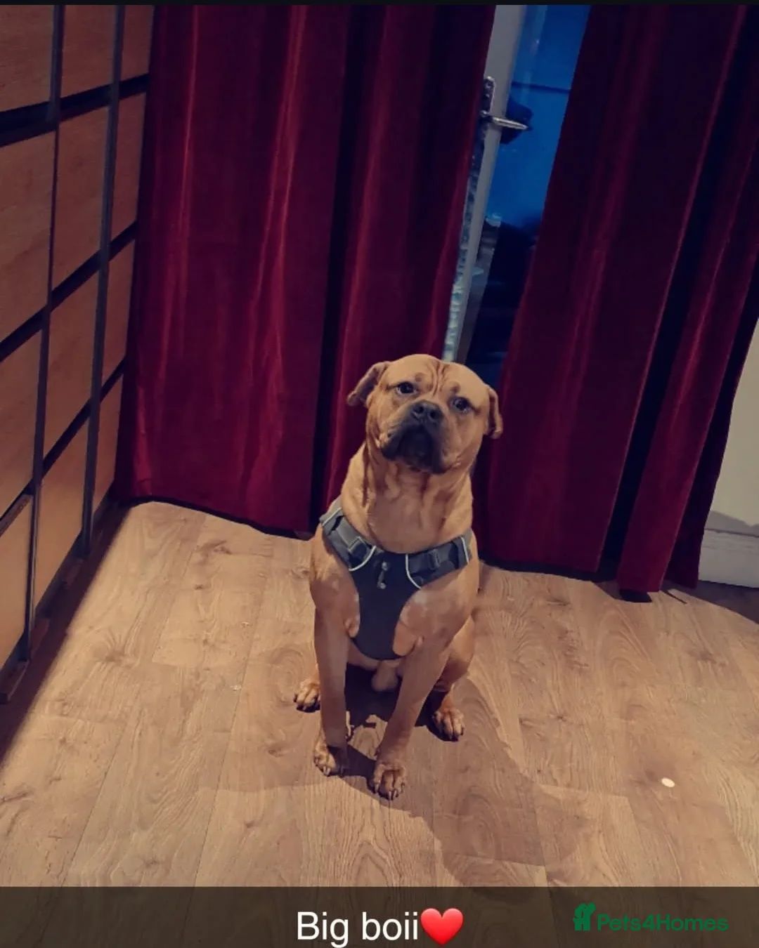 Bullmastiff dogs for stud: Bullet  - Advert 1