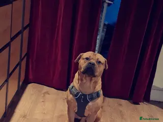 Bullmastiff dogs Bullet - Advert 1