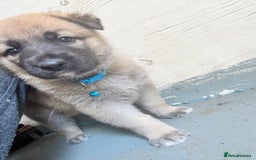 German Shepherd dogs for stud: PROVEN BIG BONED GERMAN SHEPHERD FOR STUD  in Romford - Image 29