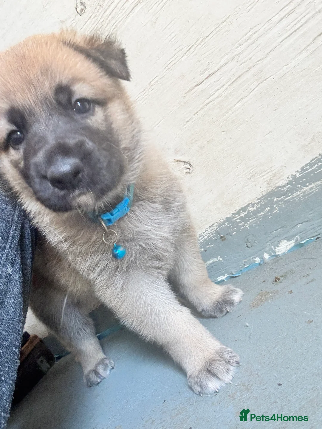 German Shepherd dogs for stud: PROVEN BIG BONED GERMAN SHEPHERD FOR STUD  in Romford - Advert 30