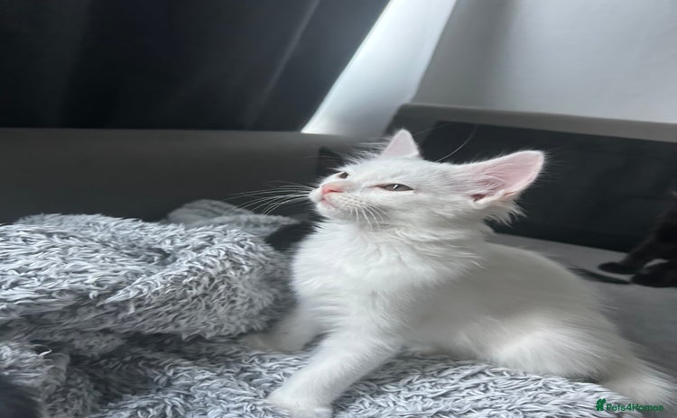 Ragdoll cats - Advert 4