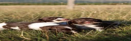 English Springer Spaniel dogs for sale: English springer spaniel  - Advert 14