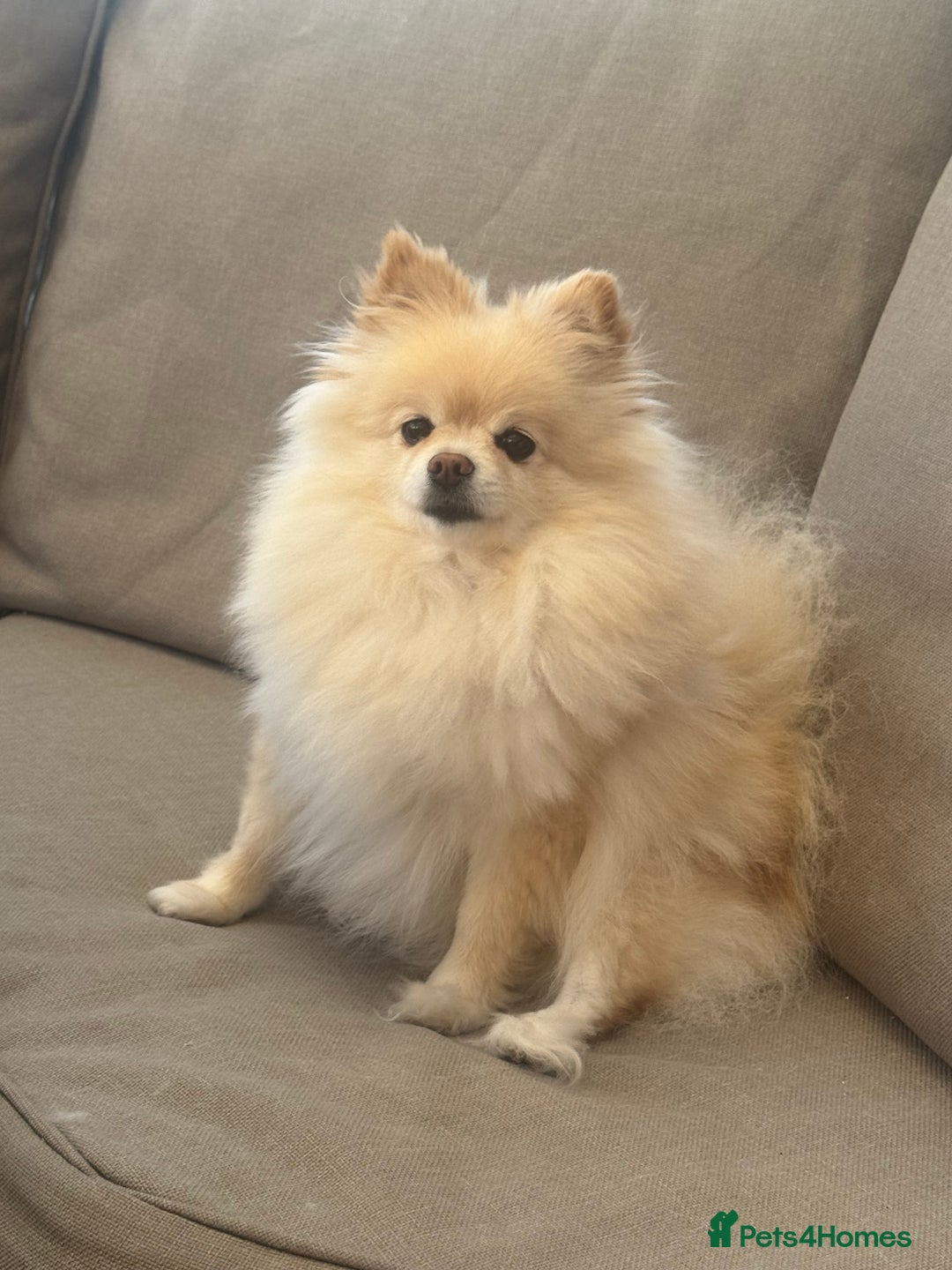 Pomeranian dogs for sale: Poppie - Advert 4