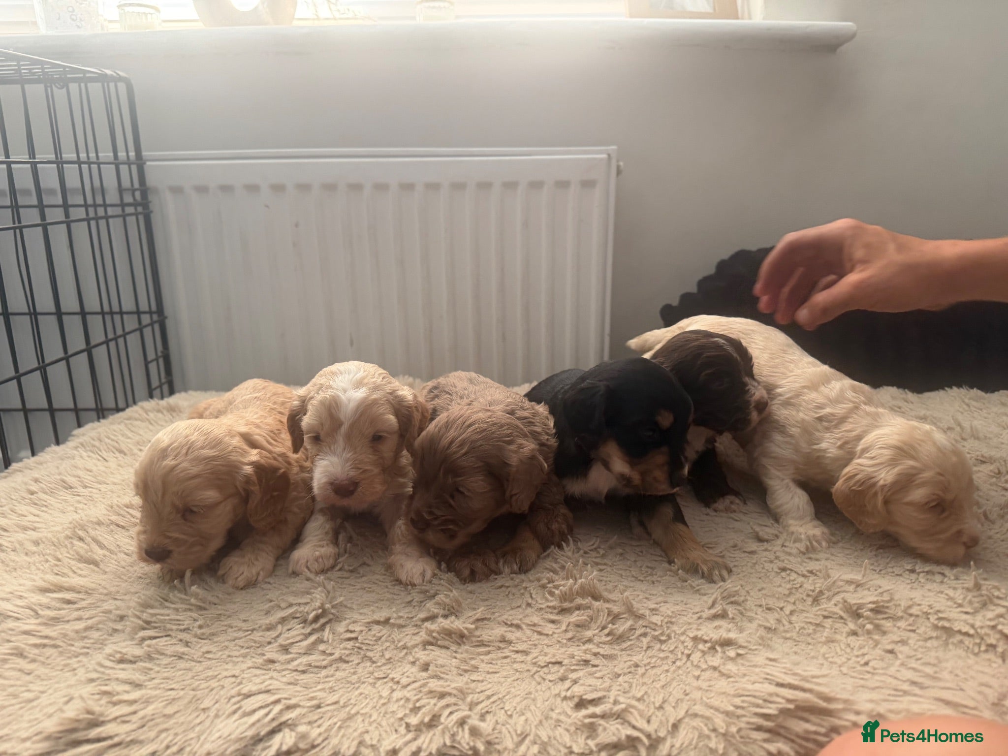 Cockapoo dogs Beautiful F1B cockapoo puppies  - Advert 1