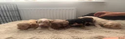 Cockapoo dogs for sale: Beautiful F1B cockapoo puppies  in Wolverhampton - Advert 1