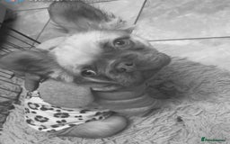 French Bulldog dogs for sale: Fluffy FrenchBulldog - Image 5
