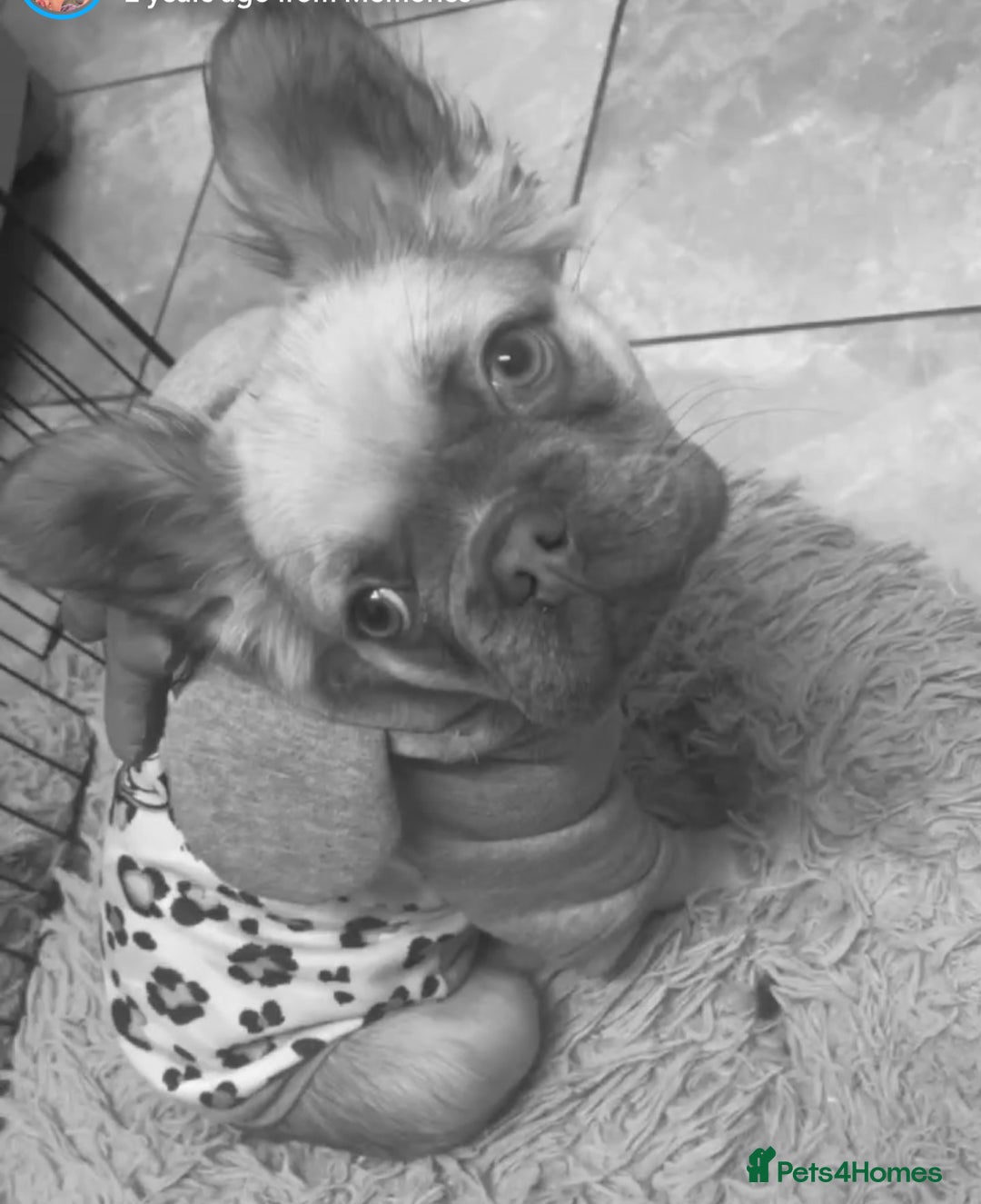 French Bulldog dogs for sale: Fluffy FrenchBulldog - Image 5