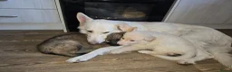 German Shepherd dogs for sale: 💥 READY TO LEAVE💥💕Lunas pups 💕 - Advert 8