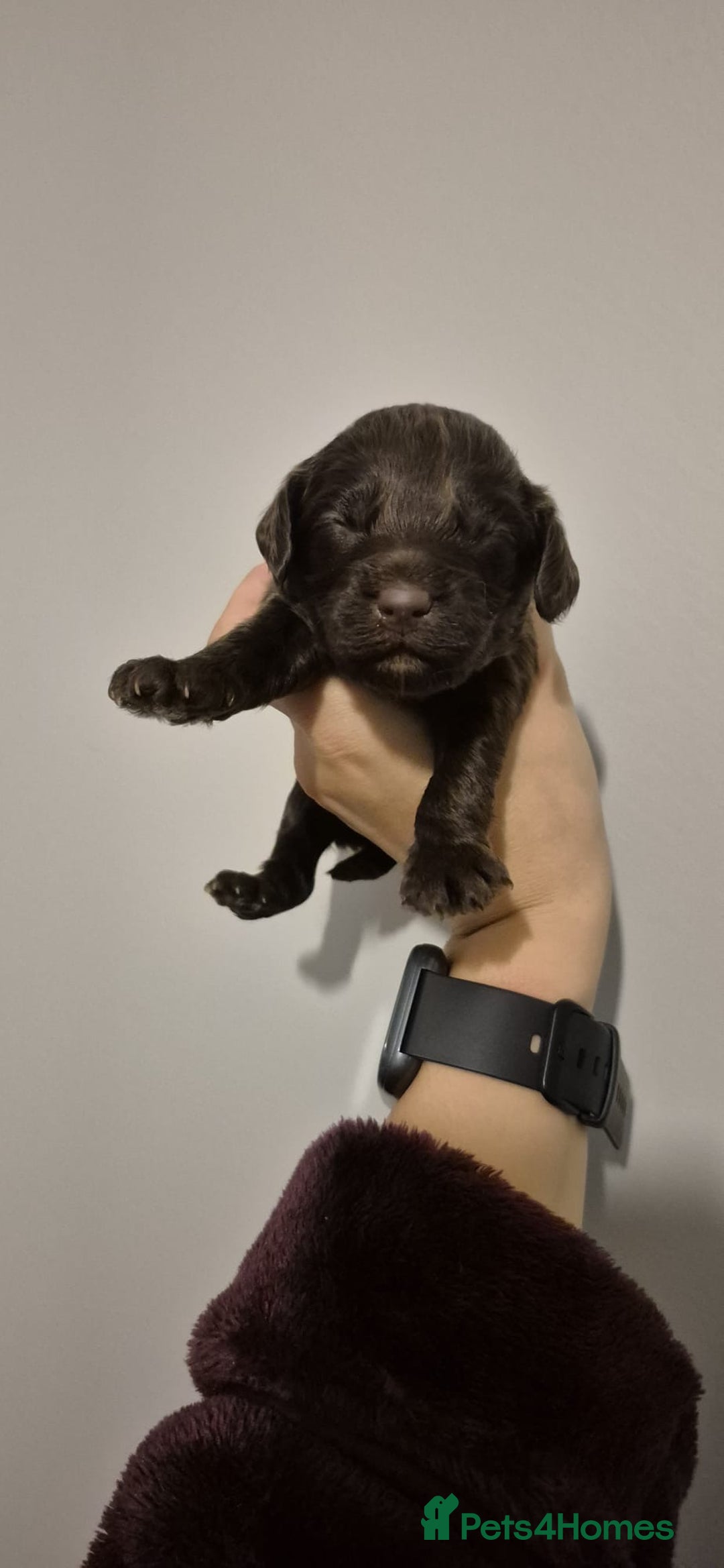 Cockapoo dogs for sale: ✨ Beautiful Cockapoo Puppies –  1 Boy & 4 Girls✨ - Advert 12