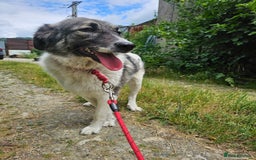 Mixed Breed dogs for adoption: Beautiful and Gentle HEIDI - for a Loving Home - Image 1