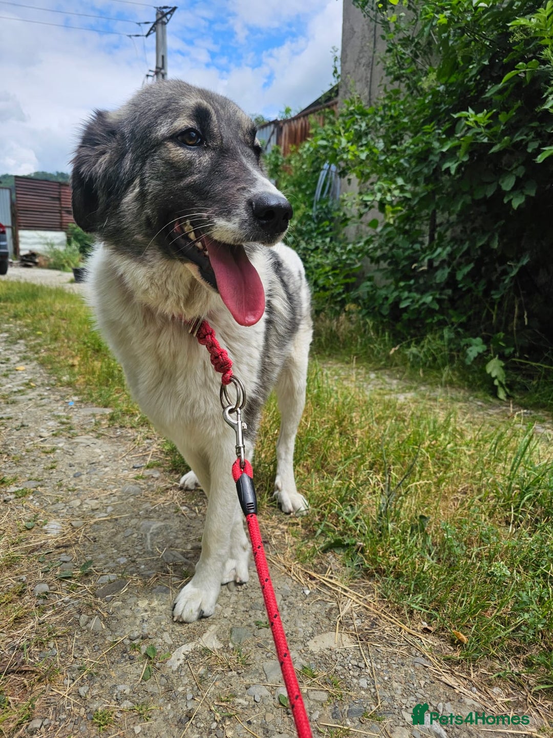 Mixed Breed dogs for adoption: Beautiful and Gentle HEIDI - for a Loving Home - Image 1