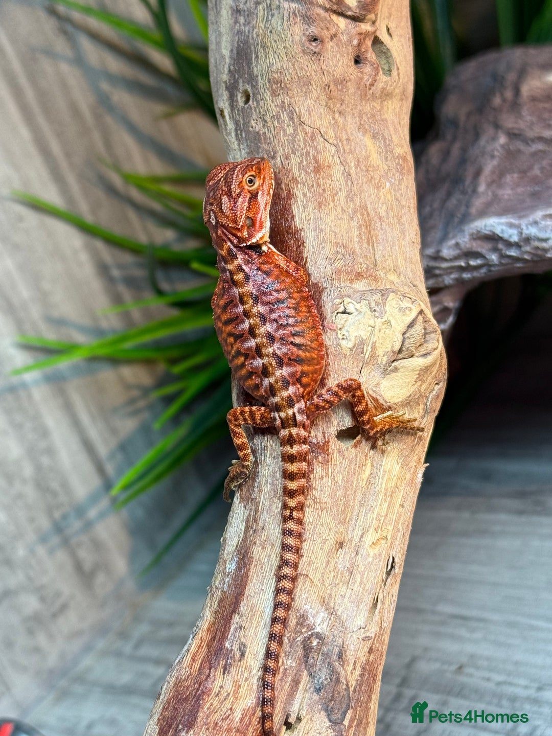 Bearded Dragon reptiles for sale: Insane Red Monster Bearded Dragon - Image 3
