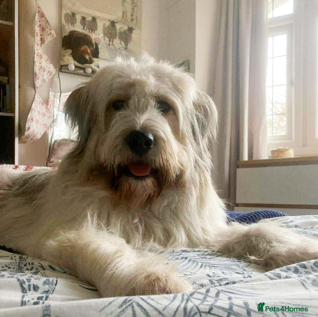 Mixed Breed dogs for adoption: OLIVE - Looking for experienced owners. - Image 4