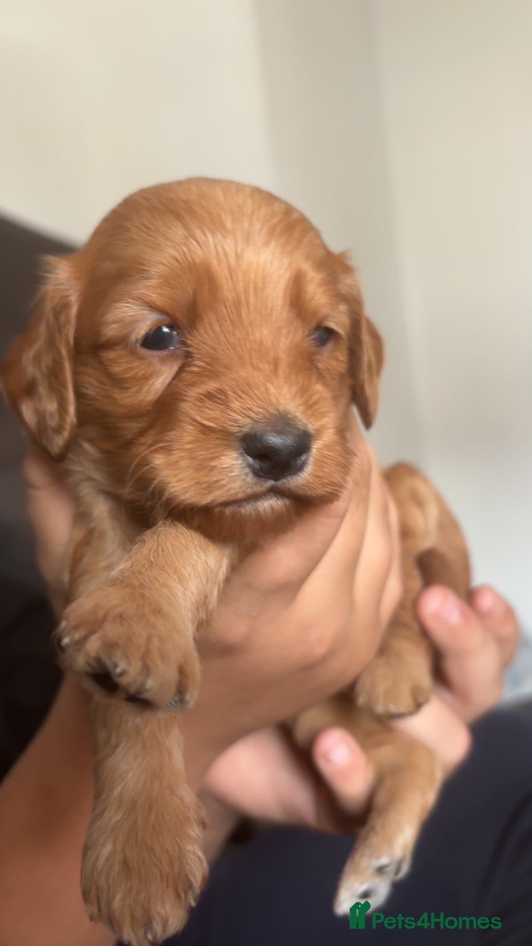 Cockapoo dogs for sale: Beautiful cockapoo baby's  - Image 9