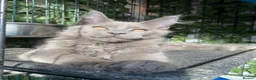Maine Coon cats for sale: 💙*🦁*BLUE MAINE COON*💎*KITTENS*🦁*💙 - Advert 34