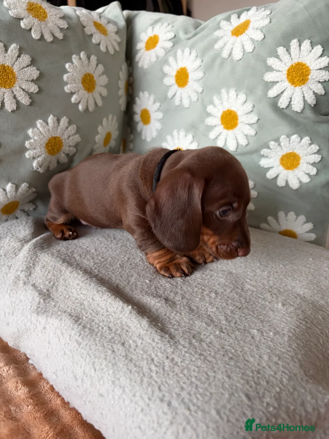 Miniature Dachshund dogs for sale: Puppies  - Advert 2