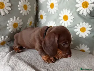 Miniature Dachshund dogs Puppies - Advert 4