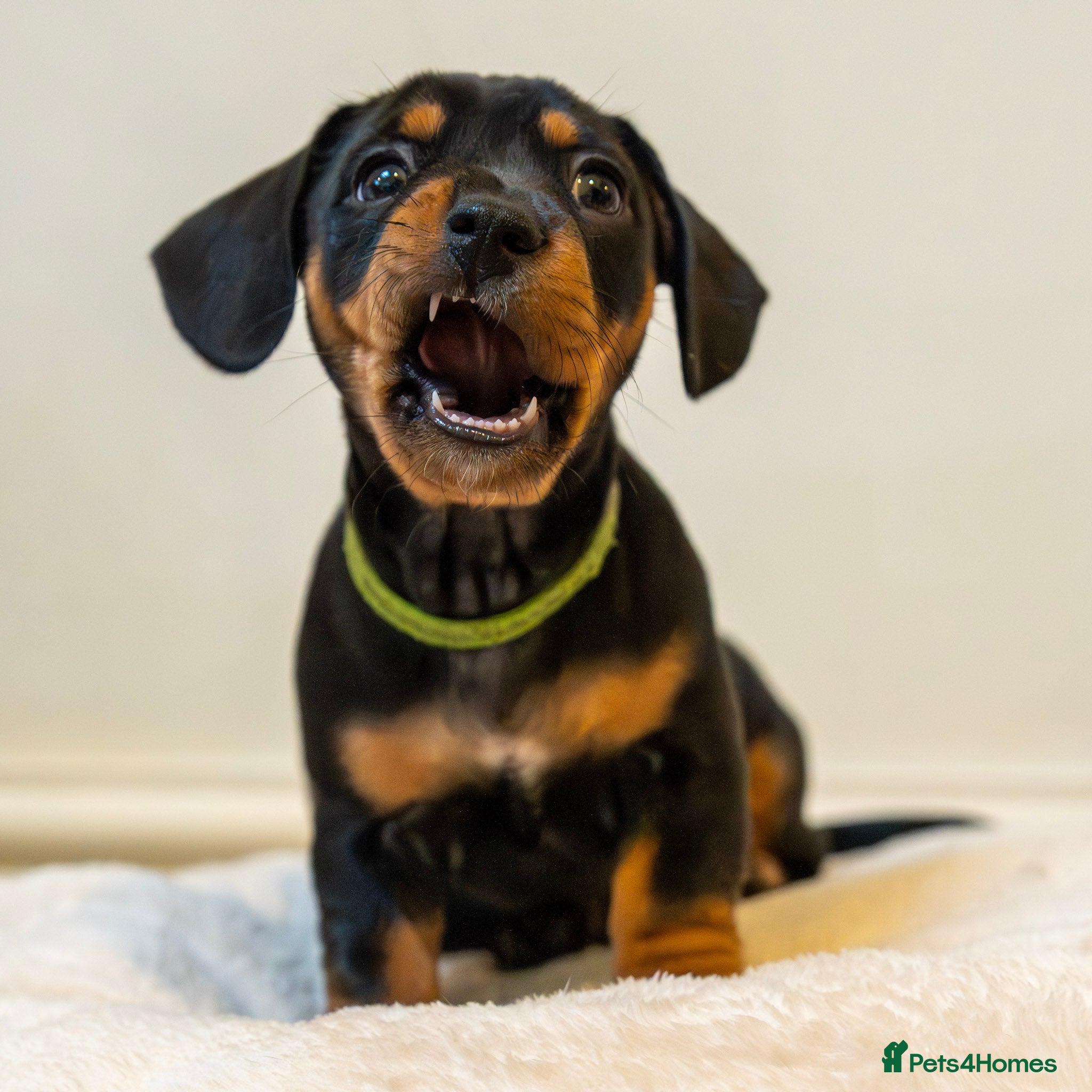 Mixed Breed dogs French Bull Wieners  - Advert 1