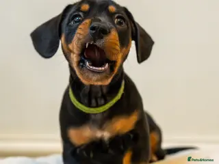 Mixed Breed dogs French Bull Wieners - Advert 1