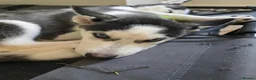 Siberian Husky dogs for sale: Two husky puppies for sale - Advert 4