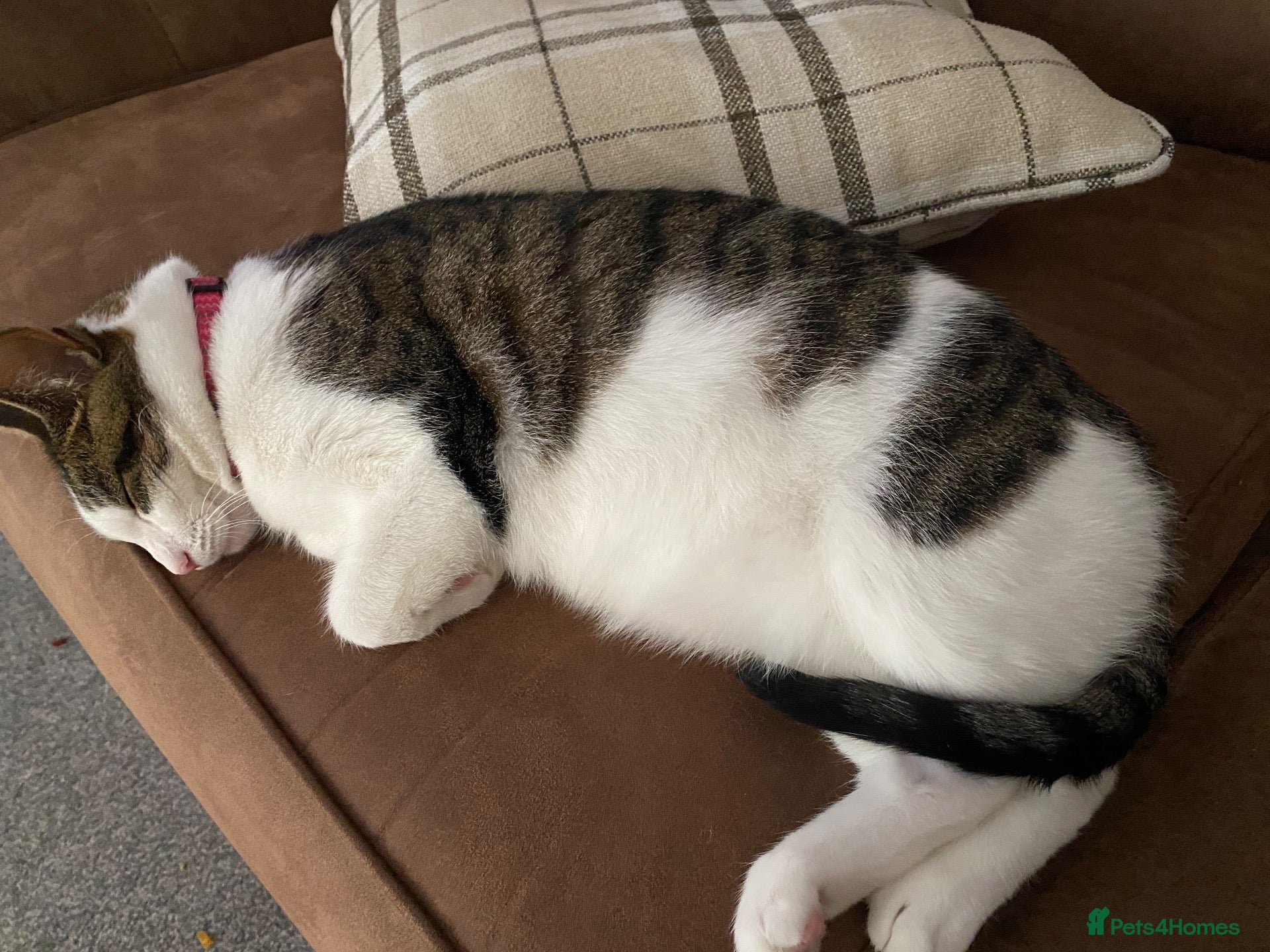 Domestic Shorthair cats This is Lola  - Advert 3