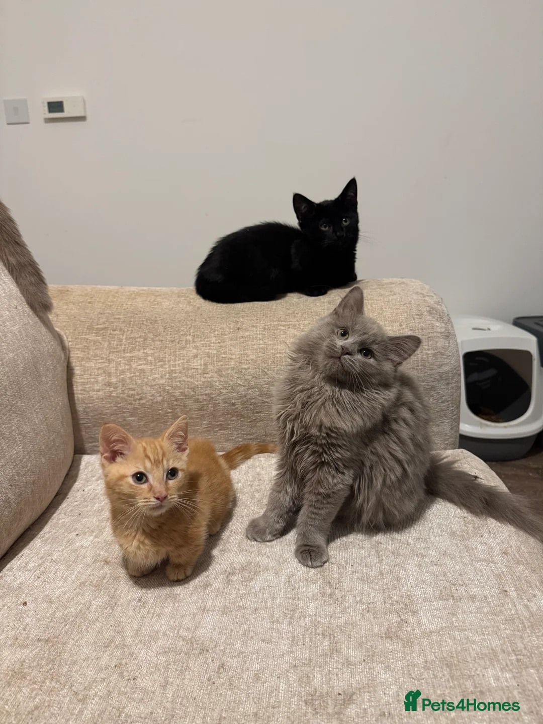 Munchkin cats for sale: 💎 RARE 💎 STANDARD MUNCHKINS READY TO LEAVE NOW  - Advert 1