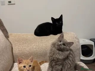 Munchkin cats 💎 RARE 💎 STANDARD MUNCHKINS READY TO LEAVE NOW - Advert 6