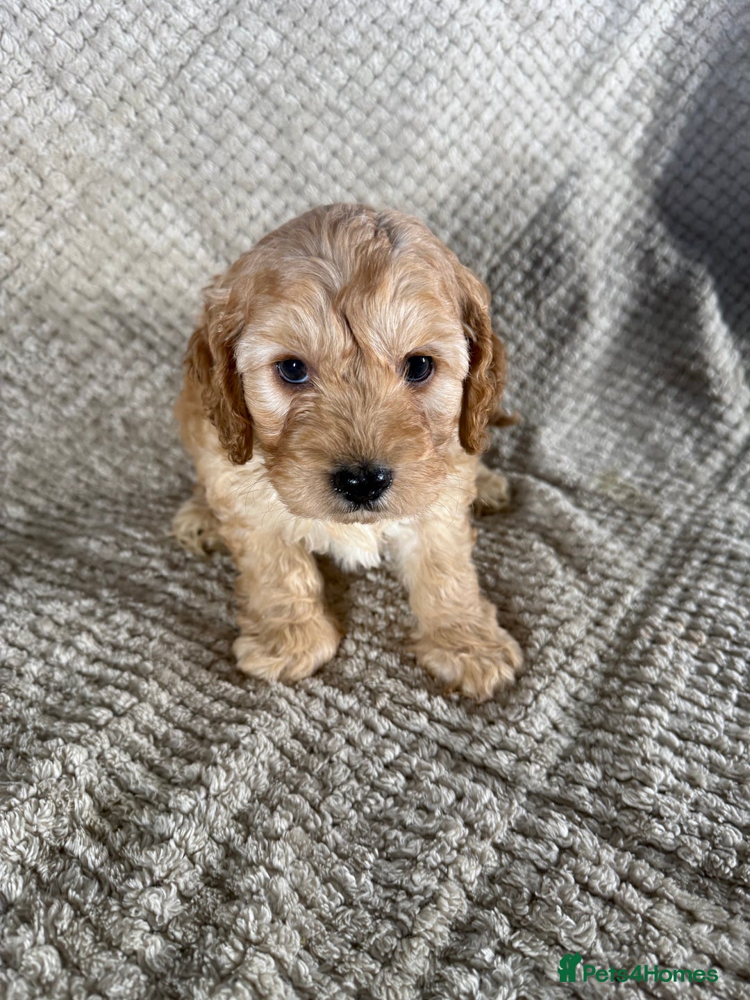 Cockapoo dogs for sale: F1 Cockerpoo Puppies For Sale  - Advert 9