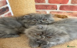 Persian cats for sale: Grand Imperial Bloodlines Pedigree Cats, Reduced! - Image 1