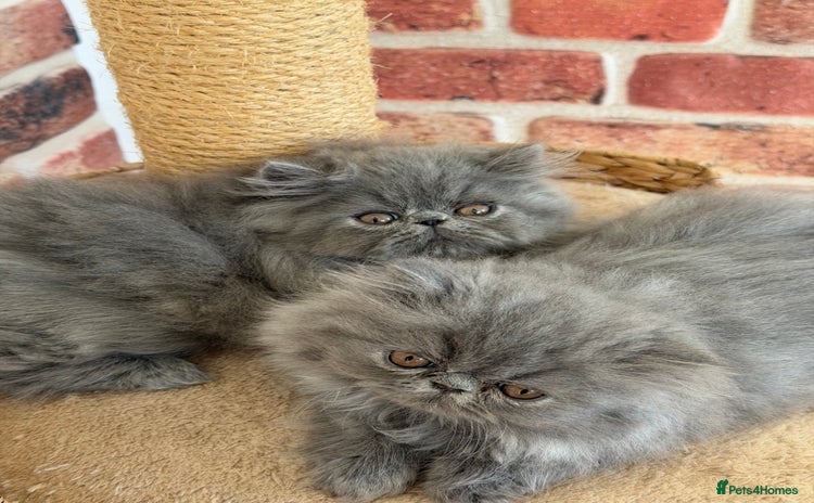 Persian cats - Advert 2