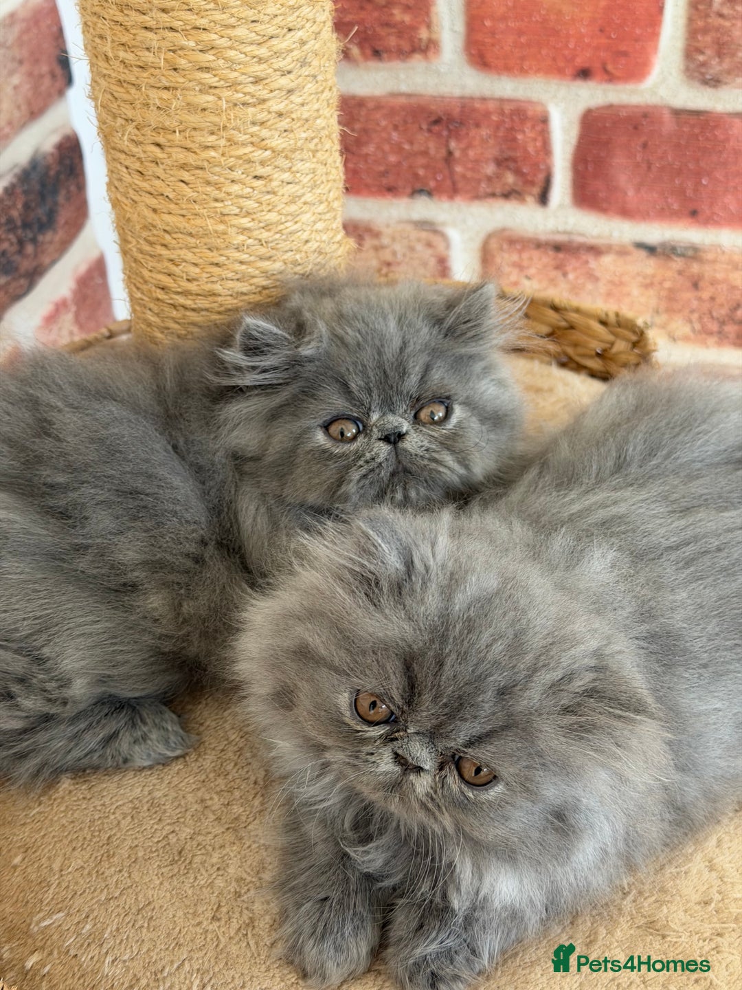 Persian cats for sale: Grand Imperial Bloodlines Pedigree Cats, Reduced! - Image 1