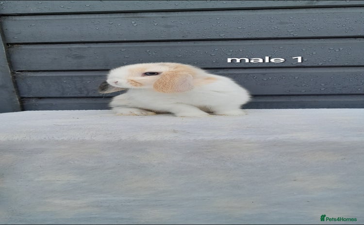 Mini Lop rabbits Purebred mini lops ready now  - Advert 2