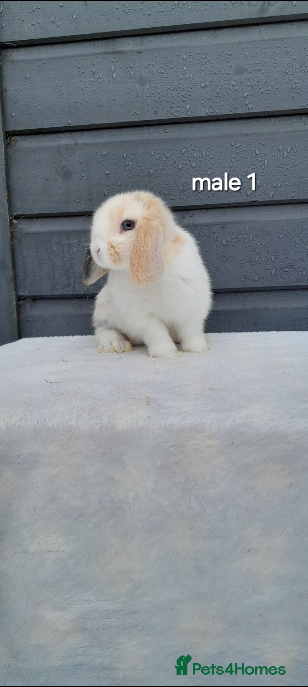 Mini Lop rabbits for sale: Purebred mini lops ready now  - Advert 1