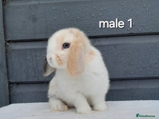 Mini Lop rabbits Purebred mini lops ready now - Advert 2