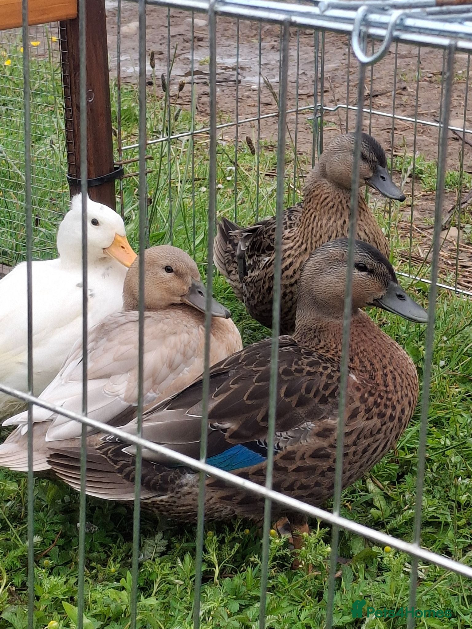Ducks poultry Mixed breed (Call x) Ducks - Advert 4