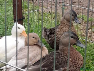 Ducks poultry Mixed breed (Call x) Ducks - Advert 1