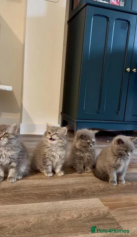 British Shorthair cats Beautiful British Shorthair Kittens - Advert 1