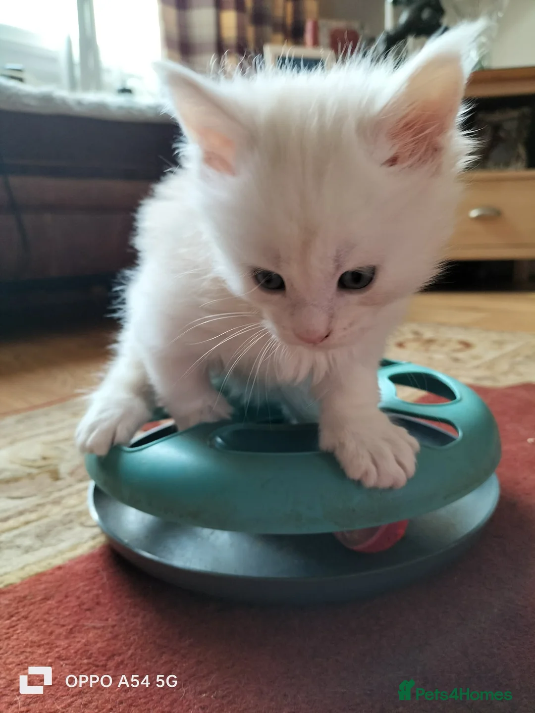 Maine Coon cats for sale: Lovey GCCF Reg Maine Coon Kittens  in Kelty - Advert 1