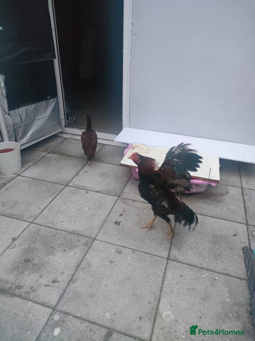 Chickens poultry for sale: Aseel male chicken and female  - Image 6