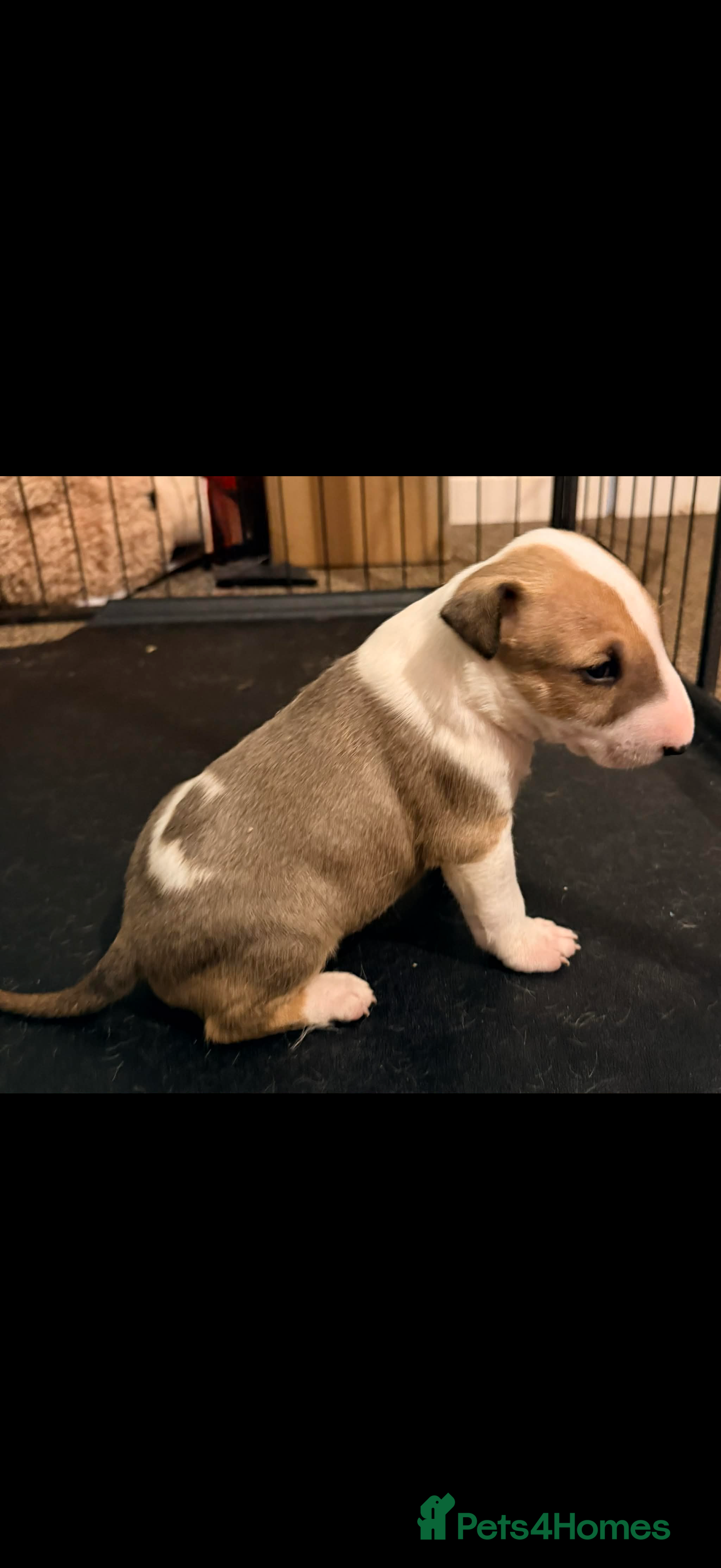 English Bull Terrier dogs Beautiful English bull terrier pups 5 girls  - Advert 1