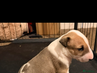 English Bull Terrier dogs Beautiful English bull terrier pups 5 girls - Advert 2