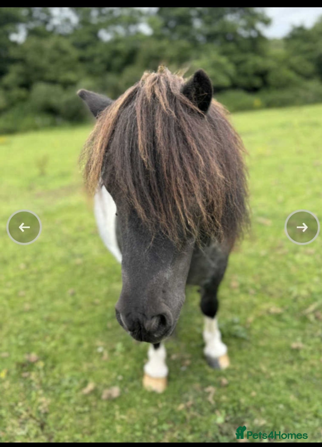 Shetland pony horses for sale: Miniature shetland  - Image 2