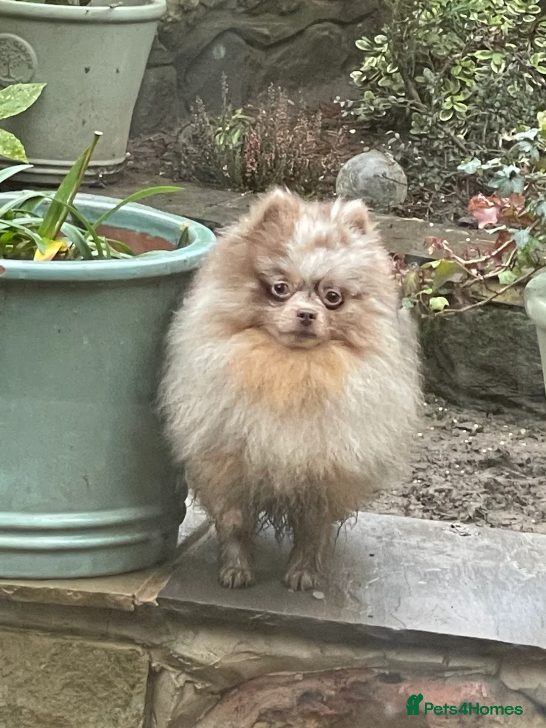 Pomeranian dogs for stud: Lilac Tan Merle Stud Boy kc in Pontefract - Advert 8