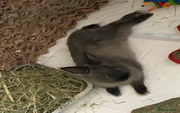 Netherland Dwarf rabbits for sale: Grey Netherland dwarf  - Image 4