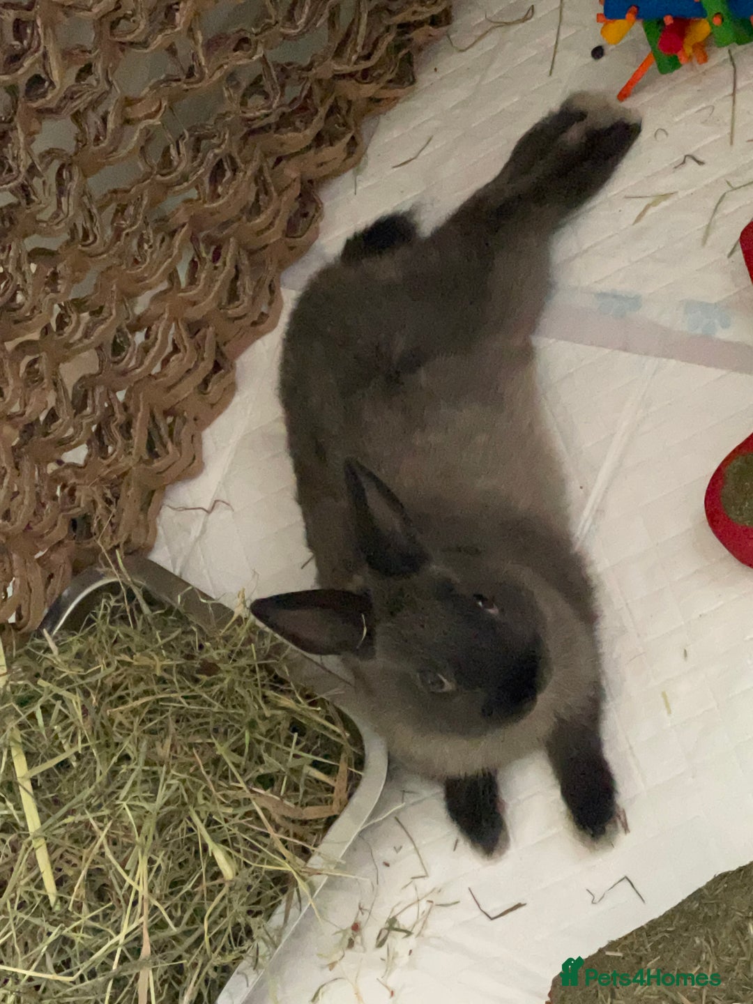 Netherland Dwarf rabbits for sale: Grey Netherland dwarf  - Image 4