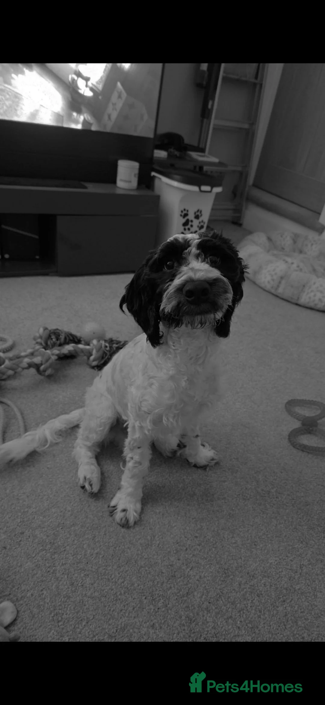 English Springer Spaniel dogs for sale: Casper – Looking for His Forever Home 🐾❤️ - Advert 2